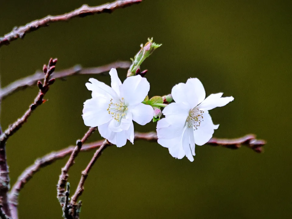 十月桜