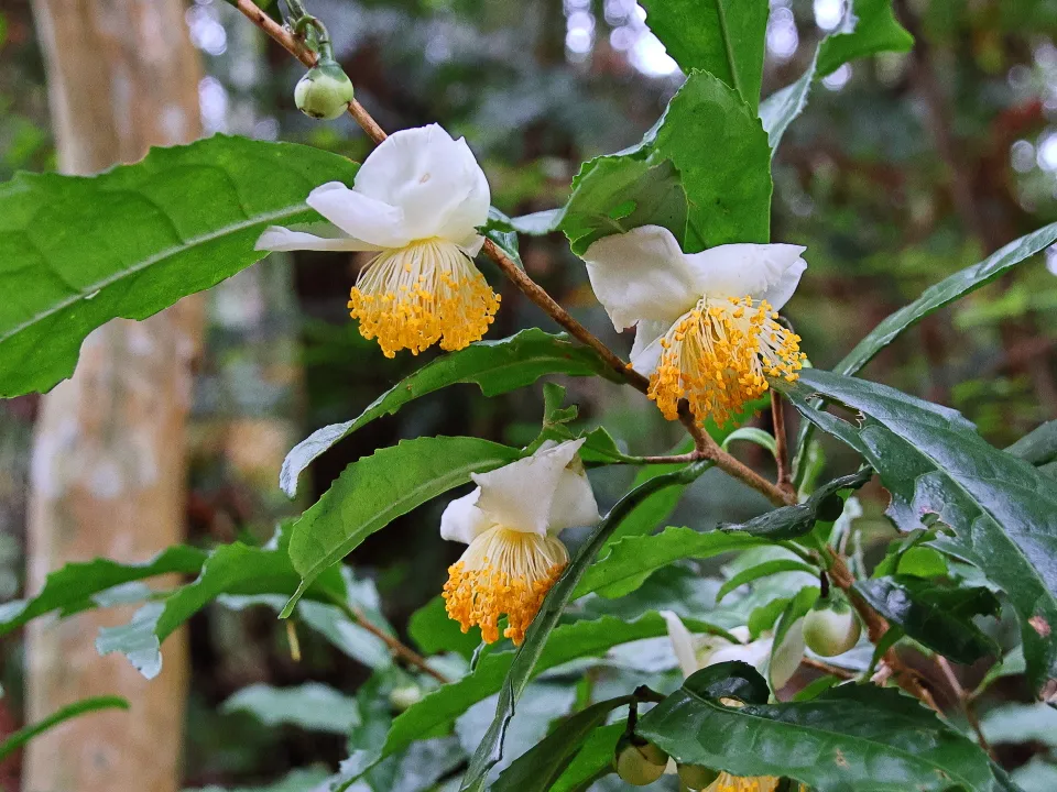 お茶の花