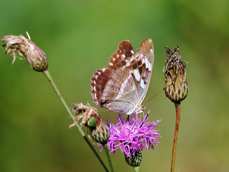 メスグロヒョウモン♀