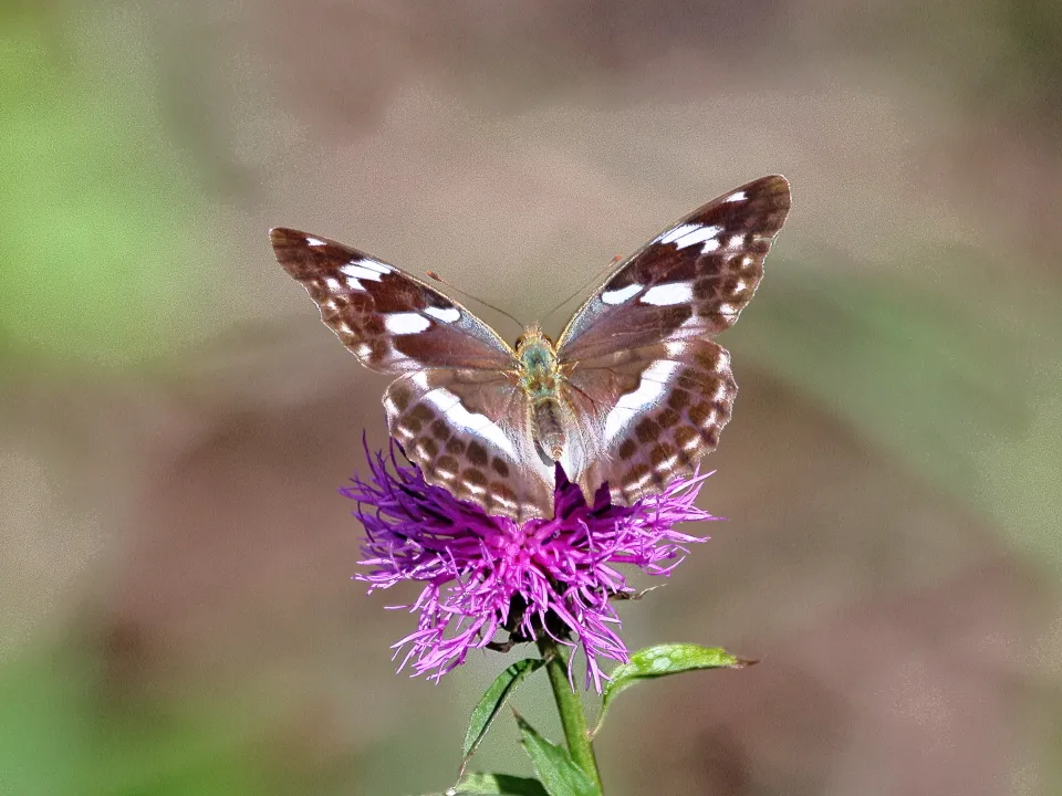 メスグロヒョウモン♀