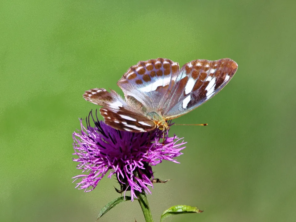 メスグロヒョウモン♀