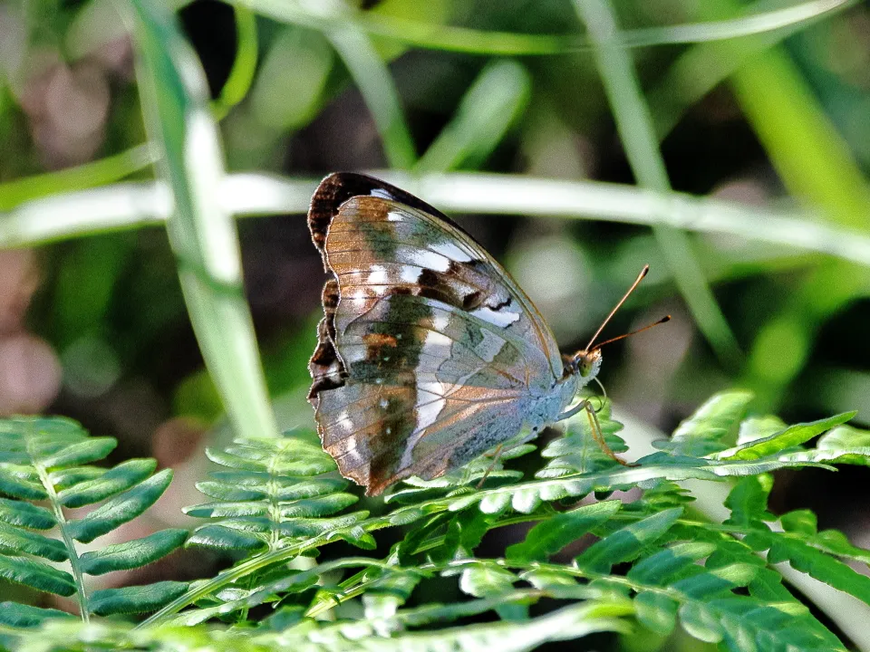 メスグロヒョウモン♀