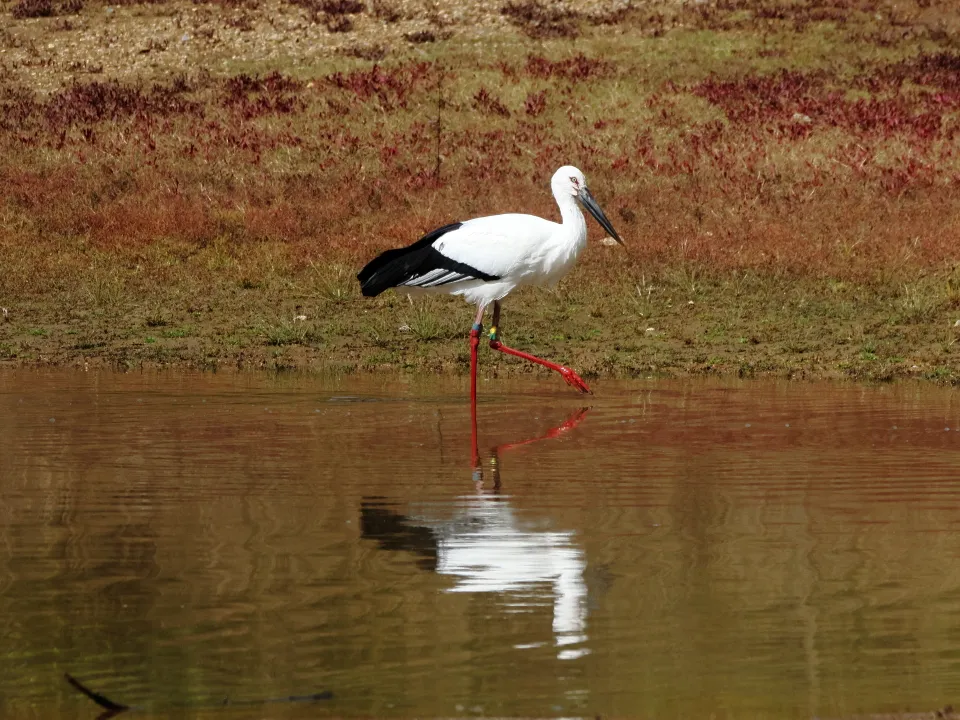 コウノトリ