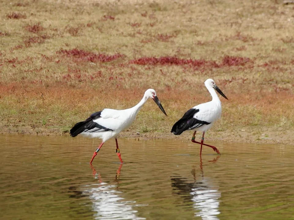 コウノトリ