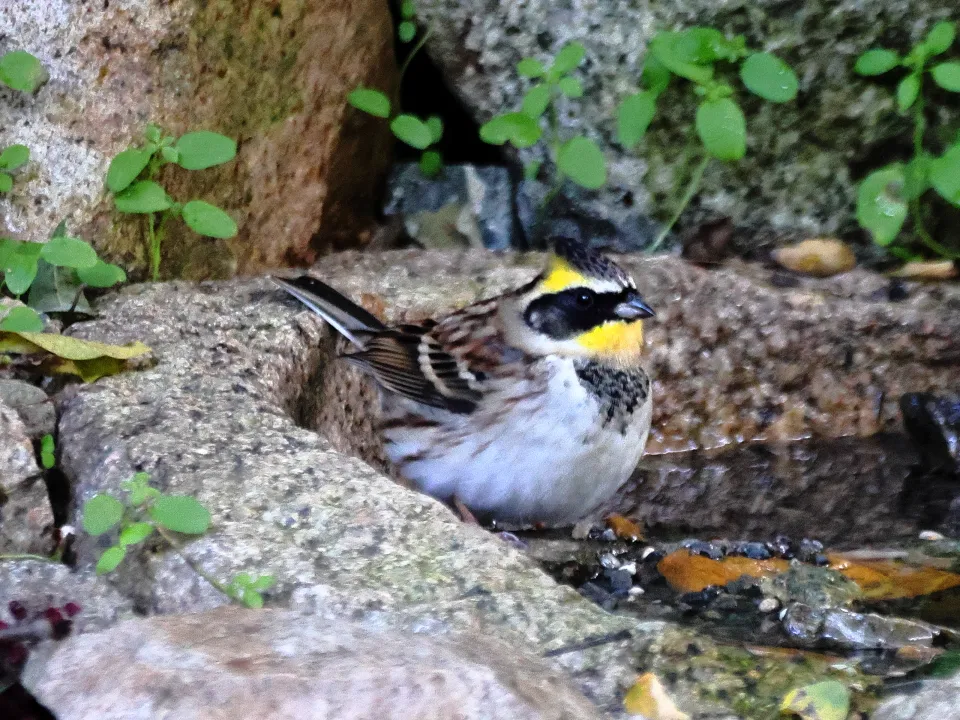 ミヤマホオジロ♂