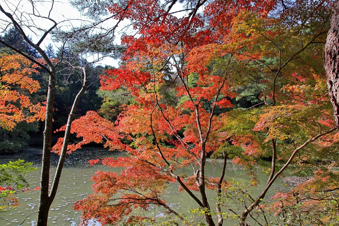 長谷池周り