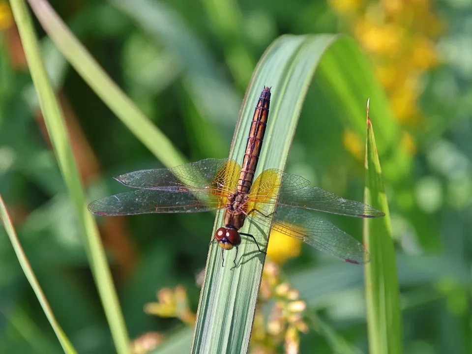 ベニトンボ♀