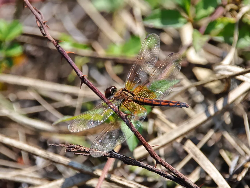 ベニトンボ♀