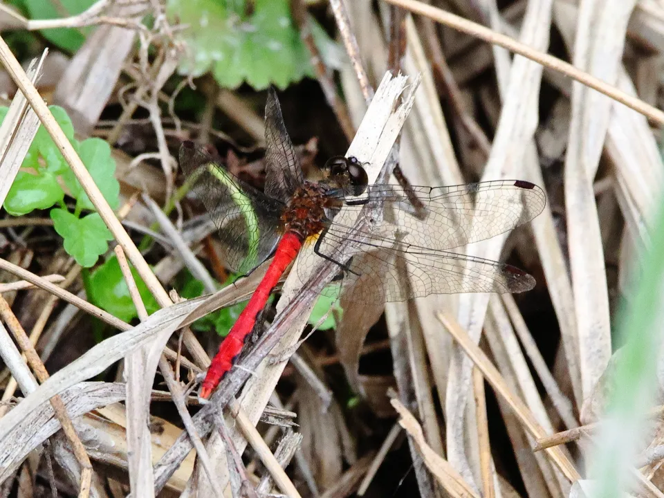 ヒメアカネ♂