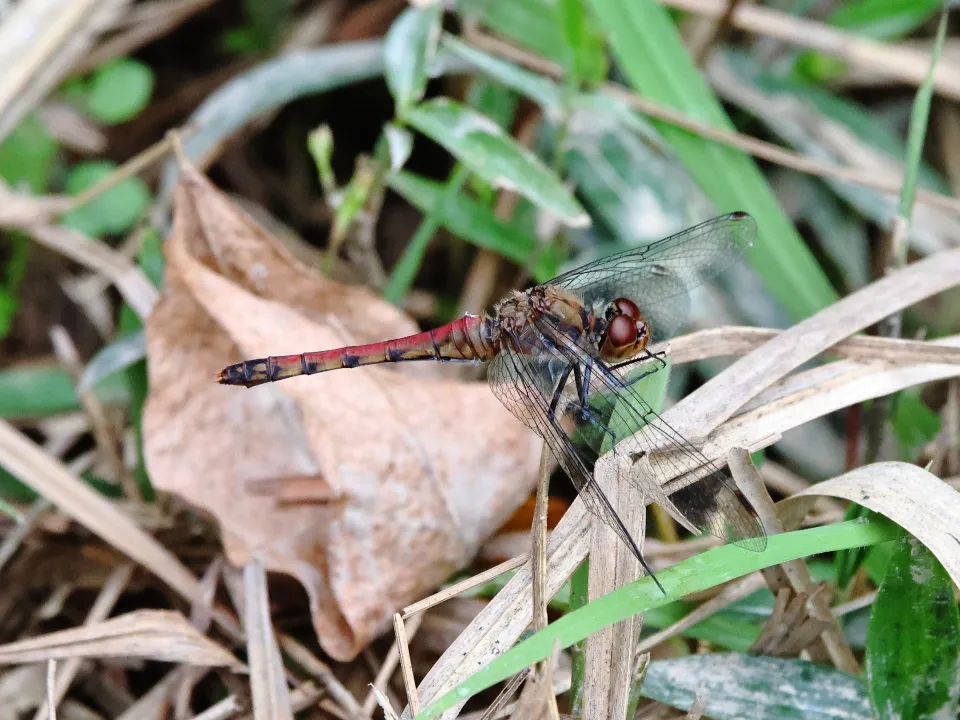 ナツアカネ♀