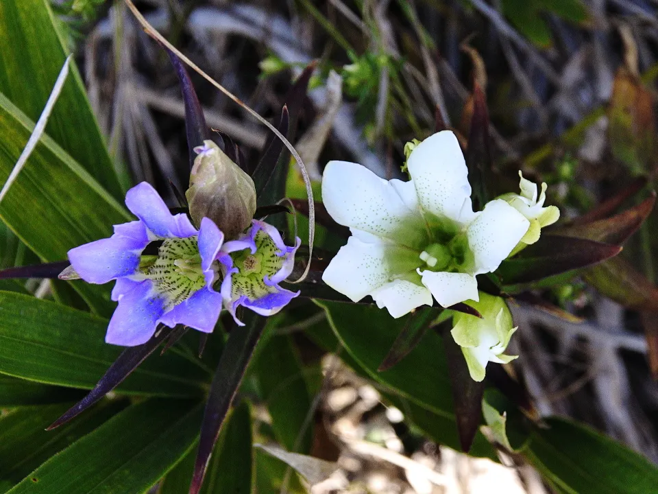 リンドウの白花