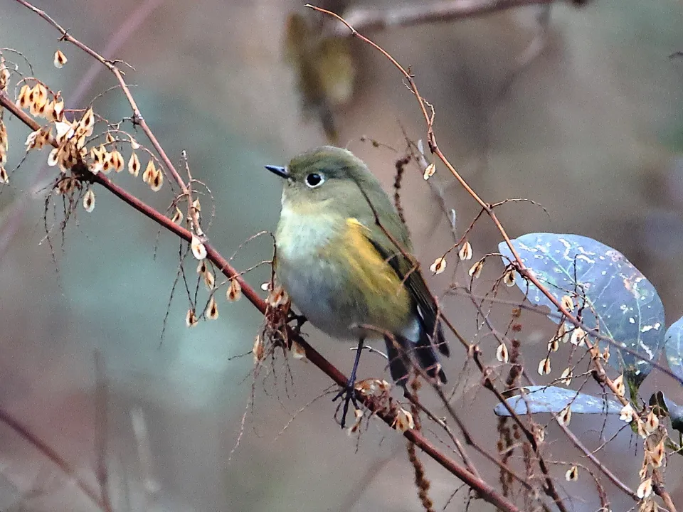 ルリビタキ♀