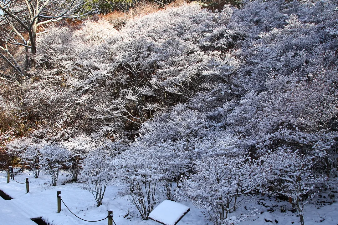 雪の花が咲いたドウダンツツジ