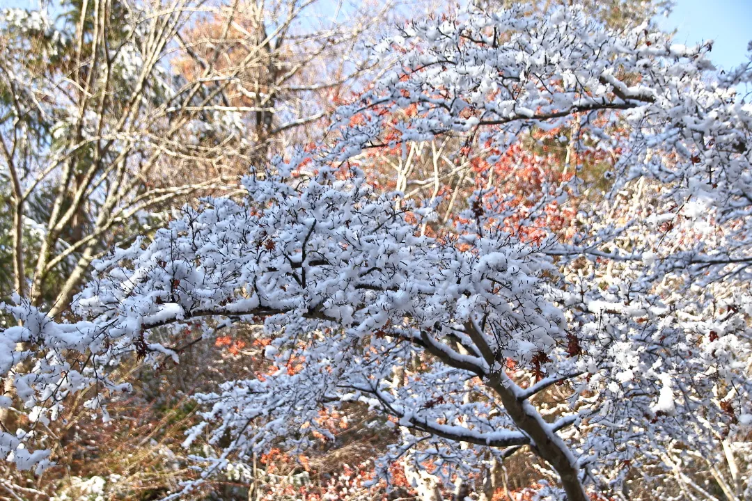 雪の花咲くあじさい坂