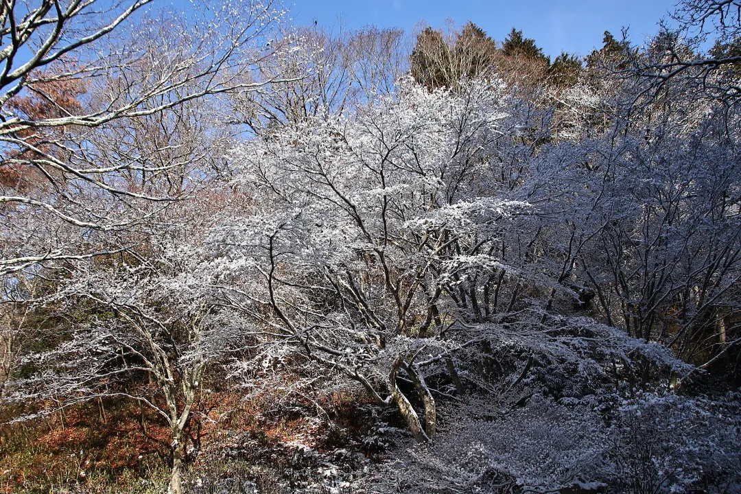 雪の花が咲いた樹