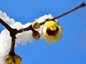 雪を纏ったロウバイ