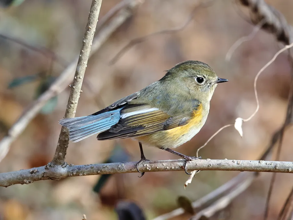 ルリビタキ♀