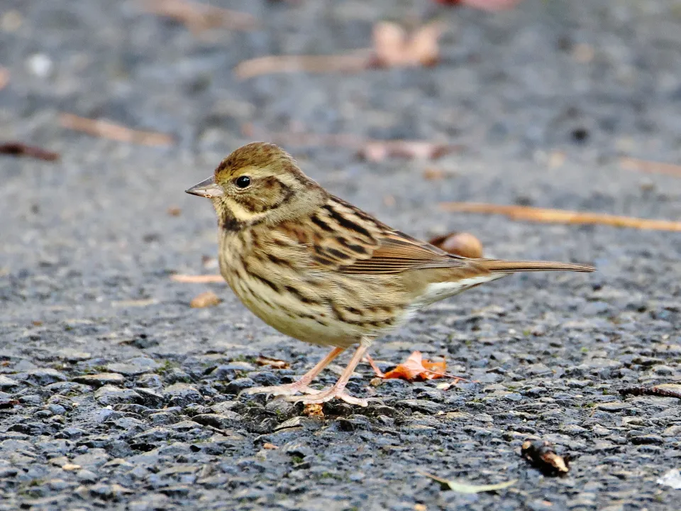 アオジ♀