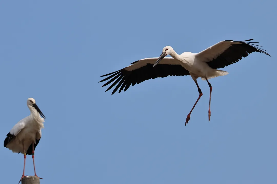 コウノトリ