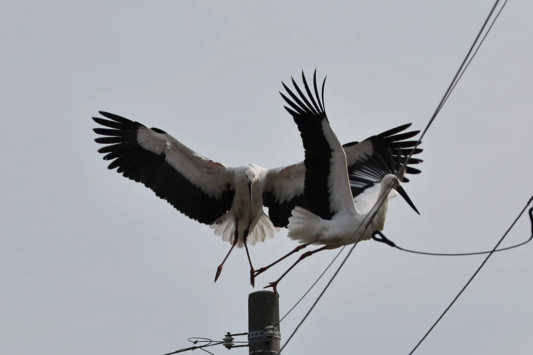 コウノトリ