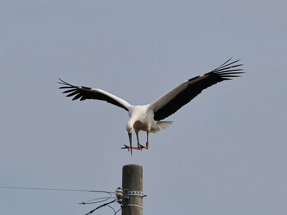 コウノトリ