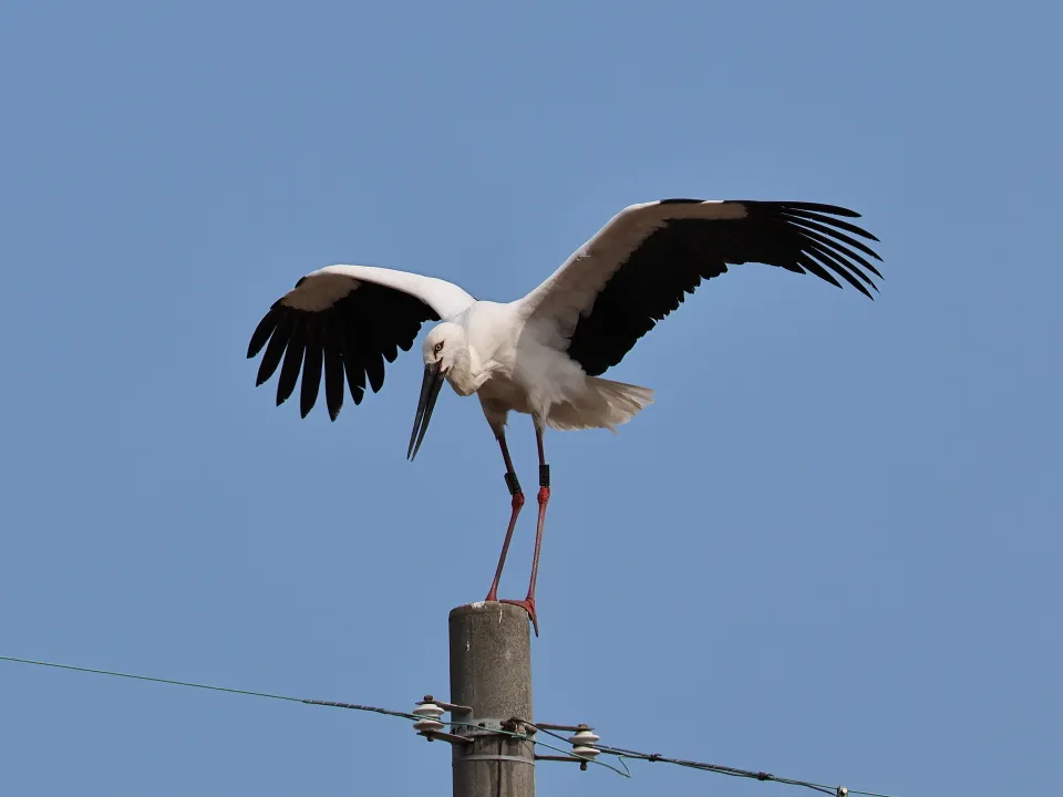 コウノトリ