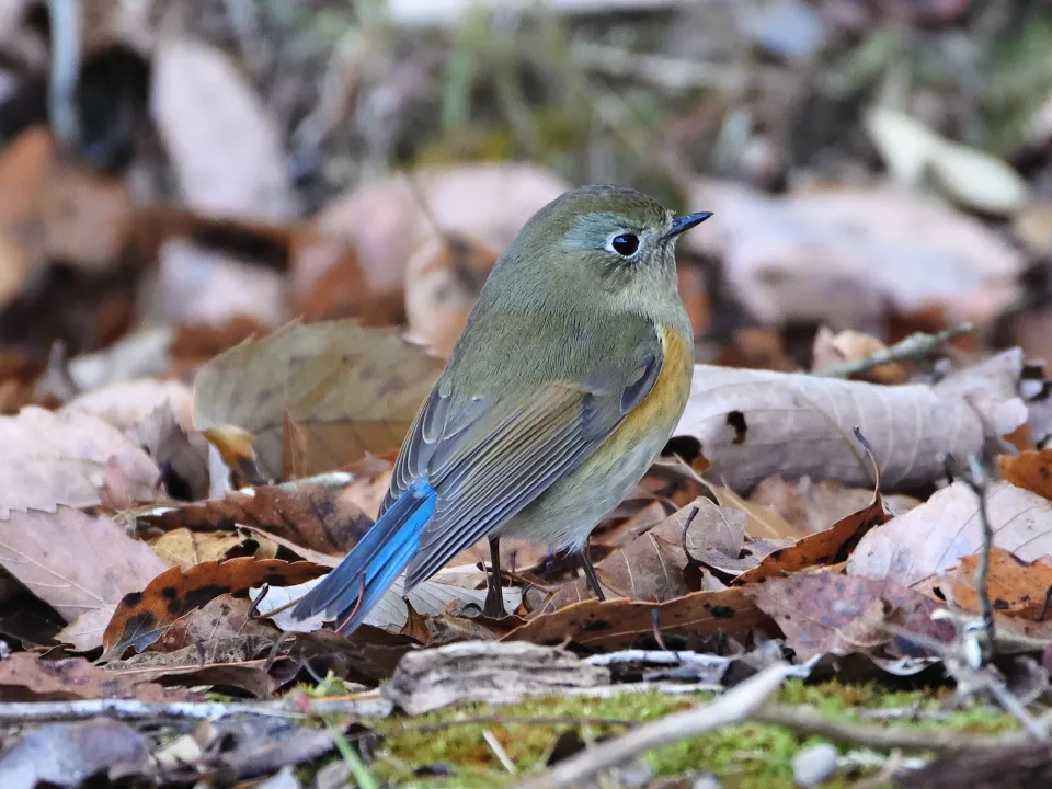 ルリビタキ♀