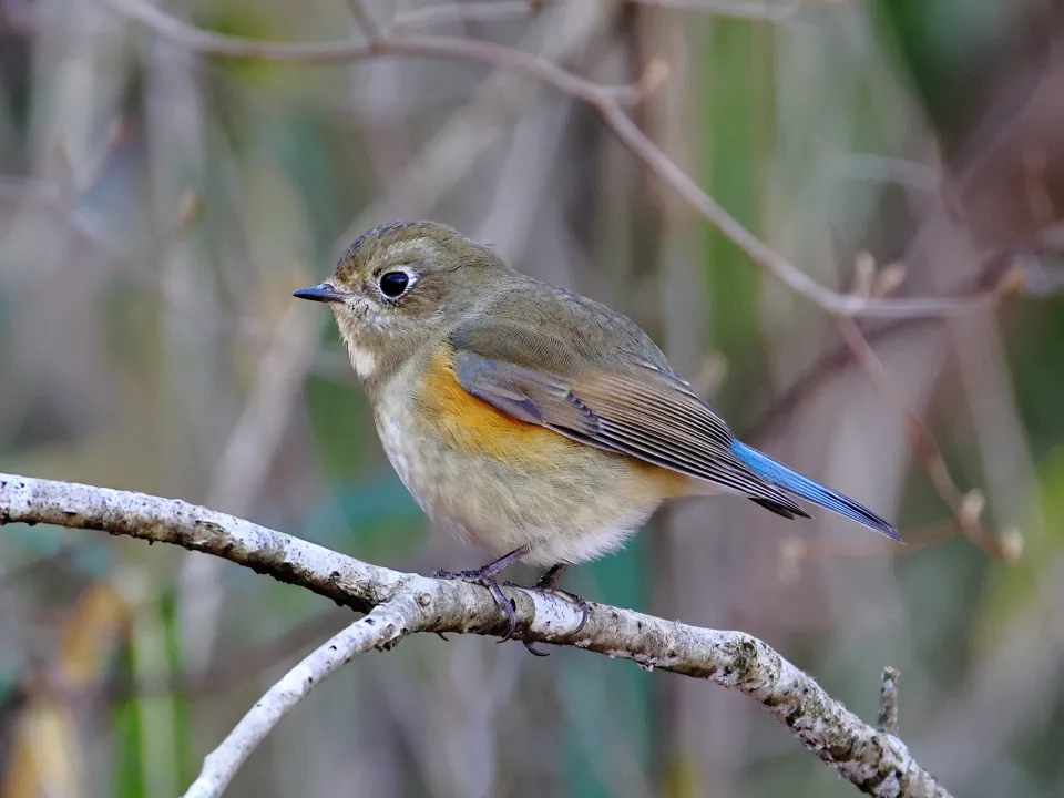 ルリビタキ♀