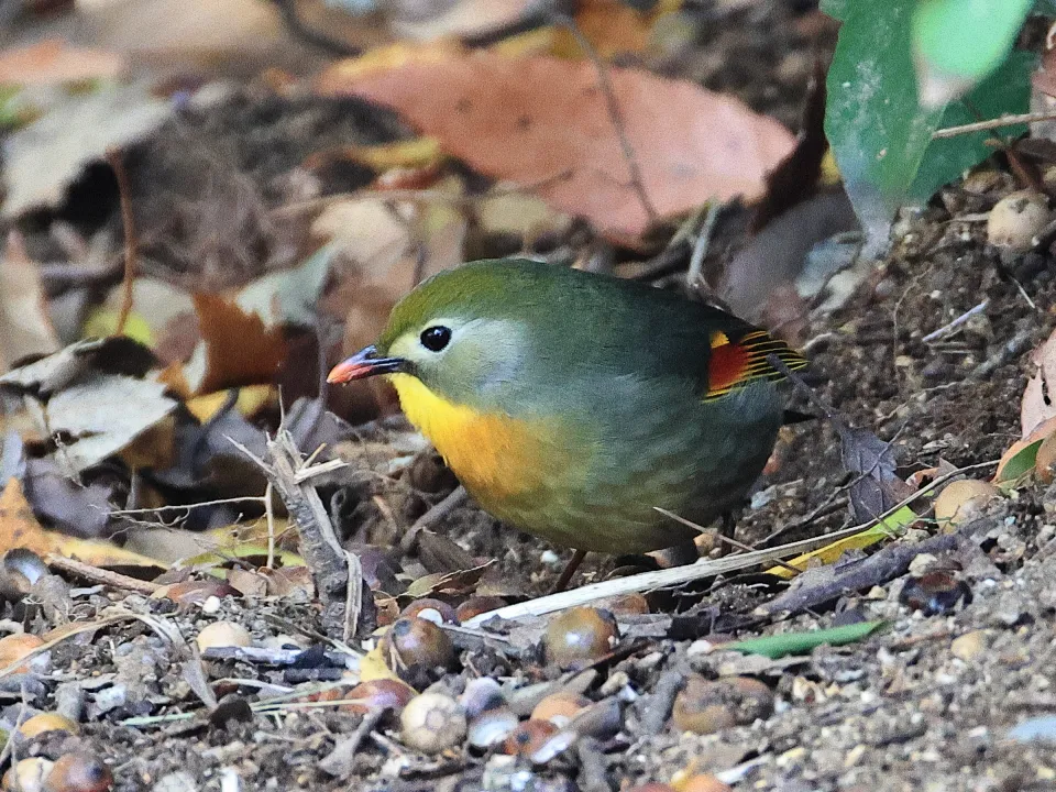 ソウシチョウ