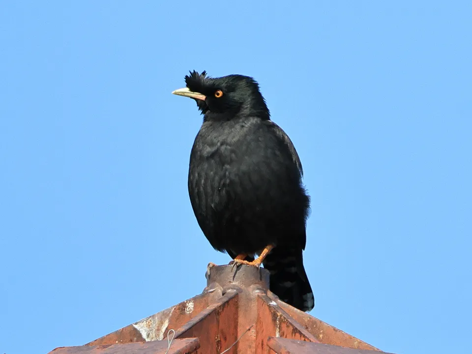 ハッカチョウ