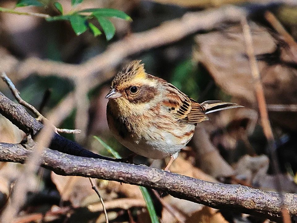 ミヤマホオジロ♀