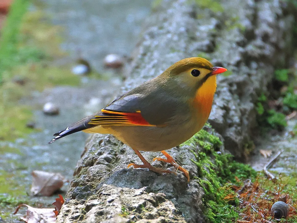 ソウシチョウ