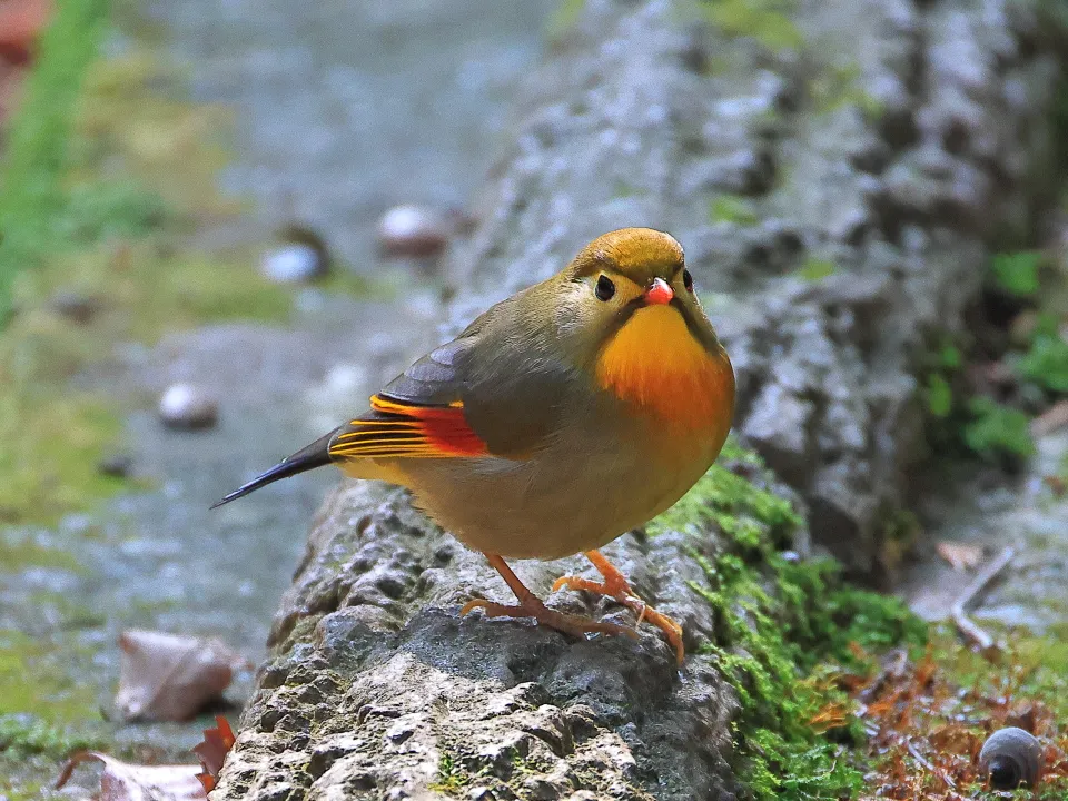 ソウシチョウ