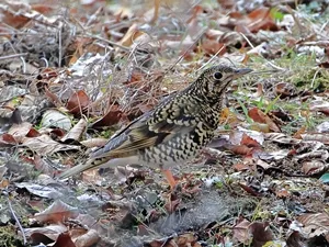 トラツグミ