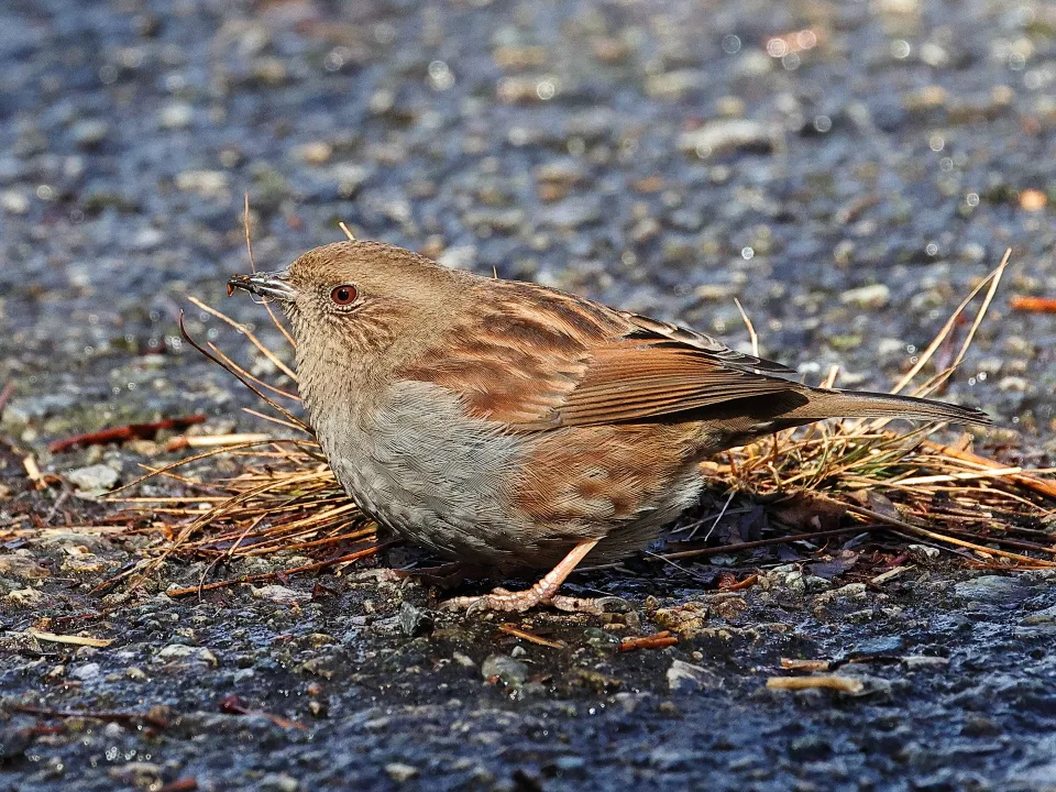 カヤクグリ