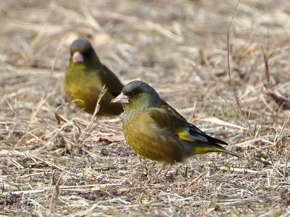 カワラヒワ