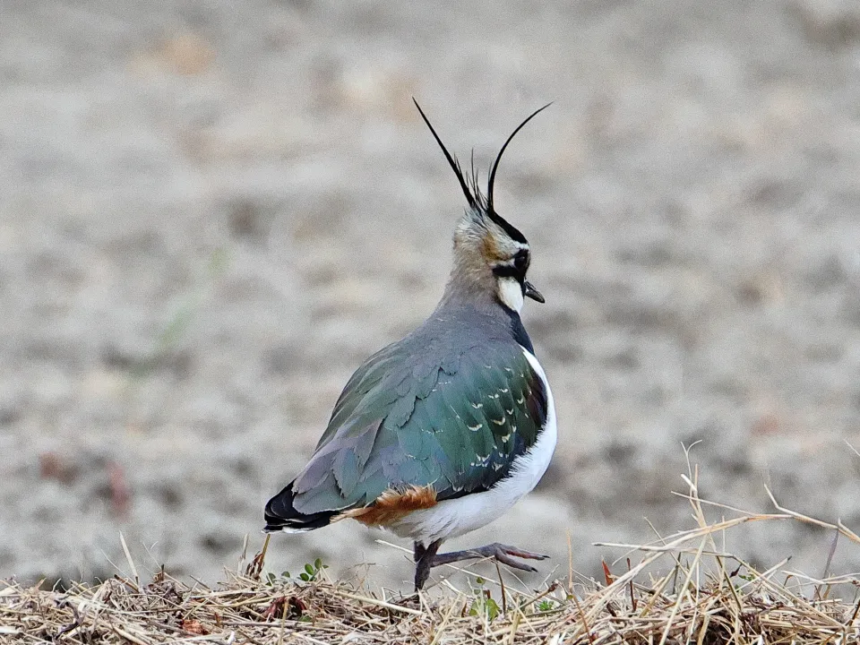 タゲリ