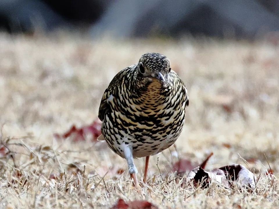 トラツグミ