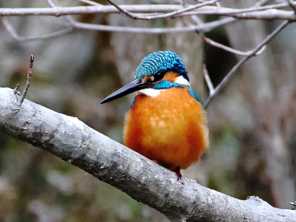 カワセミ♂