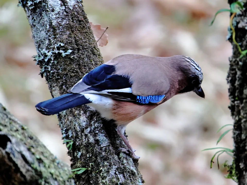 カケス