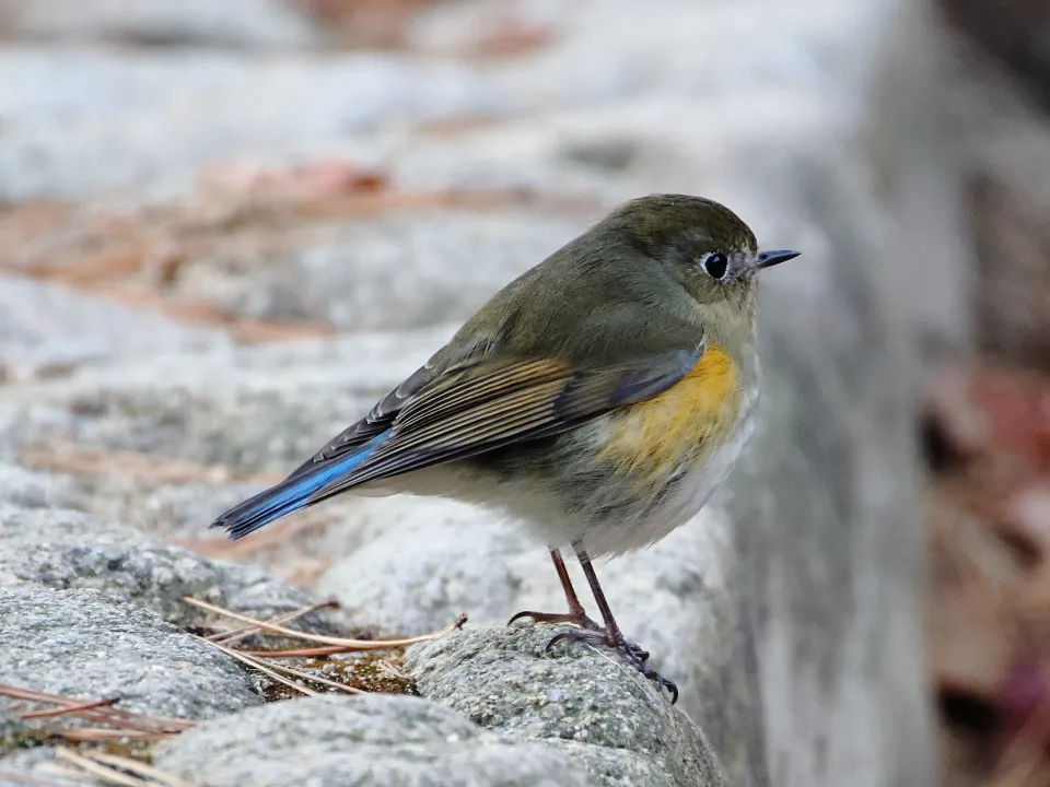 ルリビタキ♀