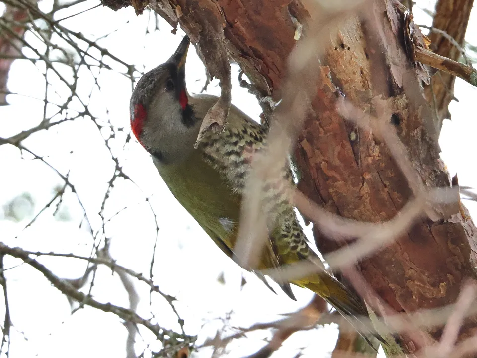 アオゲラ♀