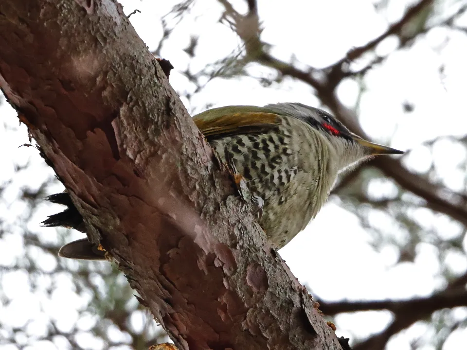 アオゲラ♀