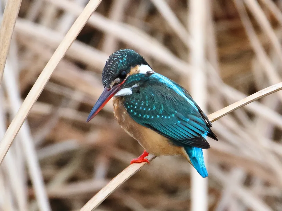 カワセミ♀