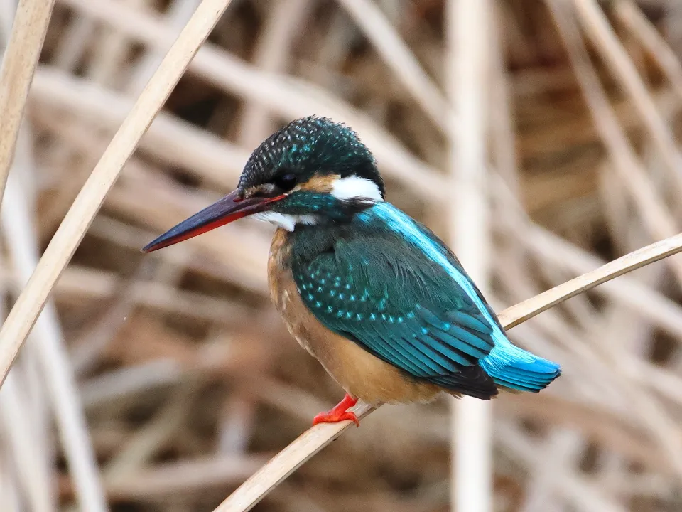 カワセミ♀