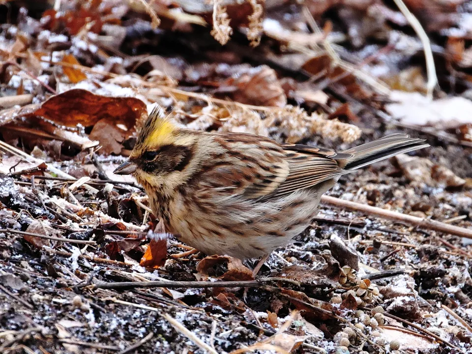 ミヤマホオジロ♀