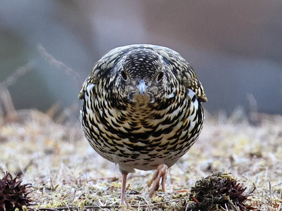 トラツグミ