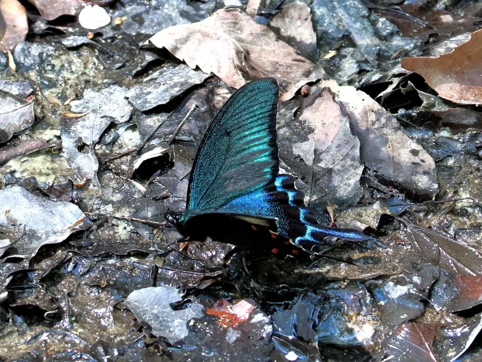 カラスアゲハ♂