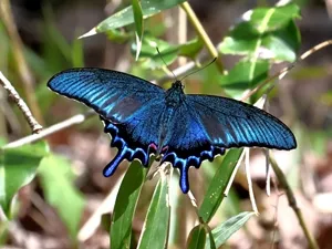 カラスアゲハ♂