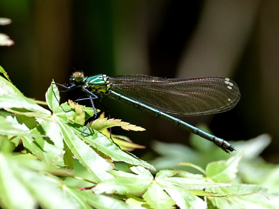 アサヒナカワトンボ♀